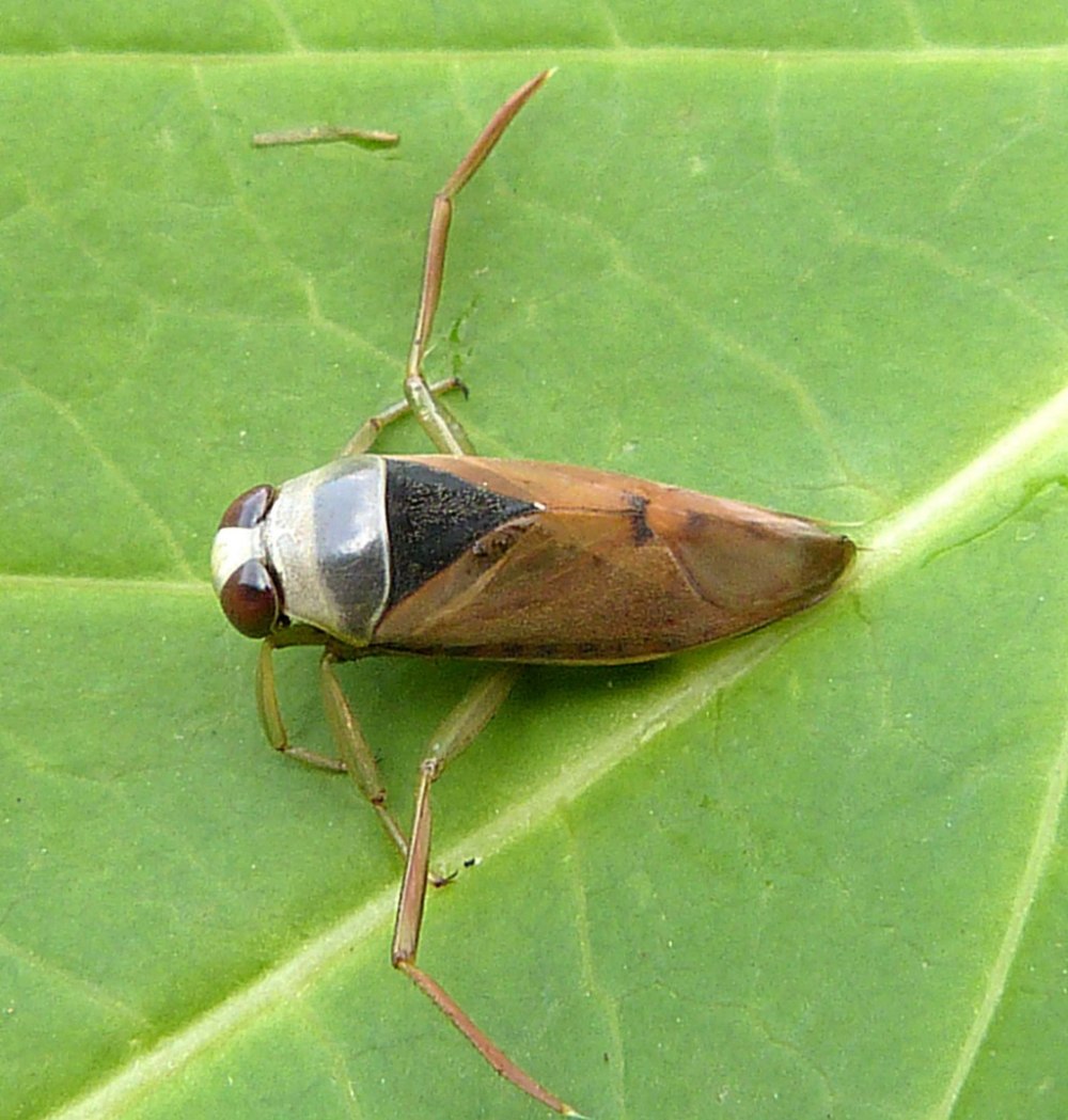 Notonecta glauca (Гладыш)