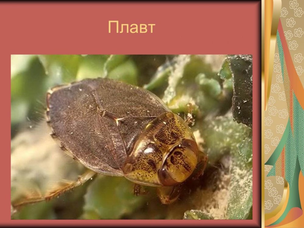 Плавт Жук