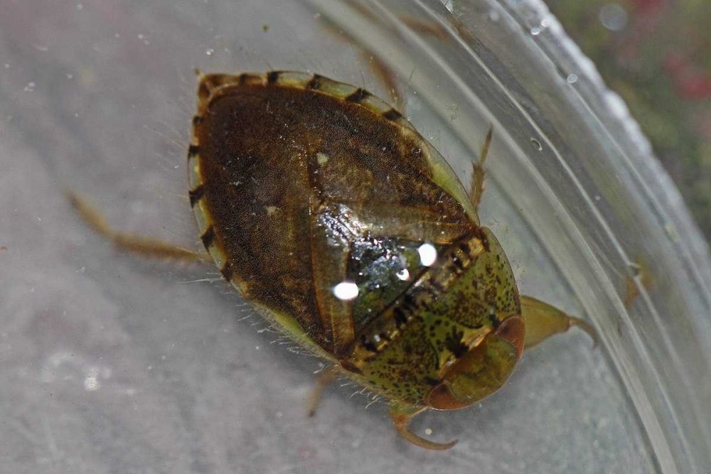 Urochela flavoannulata клоп