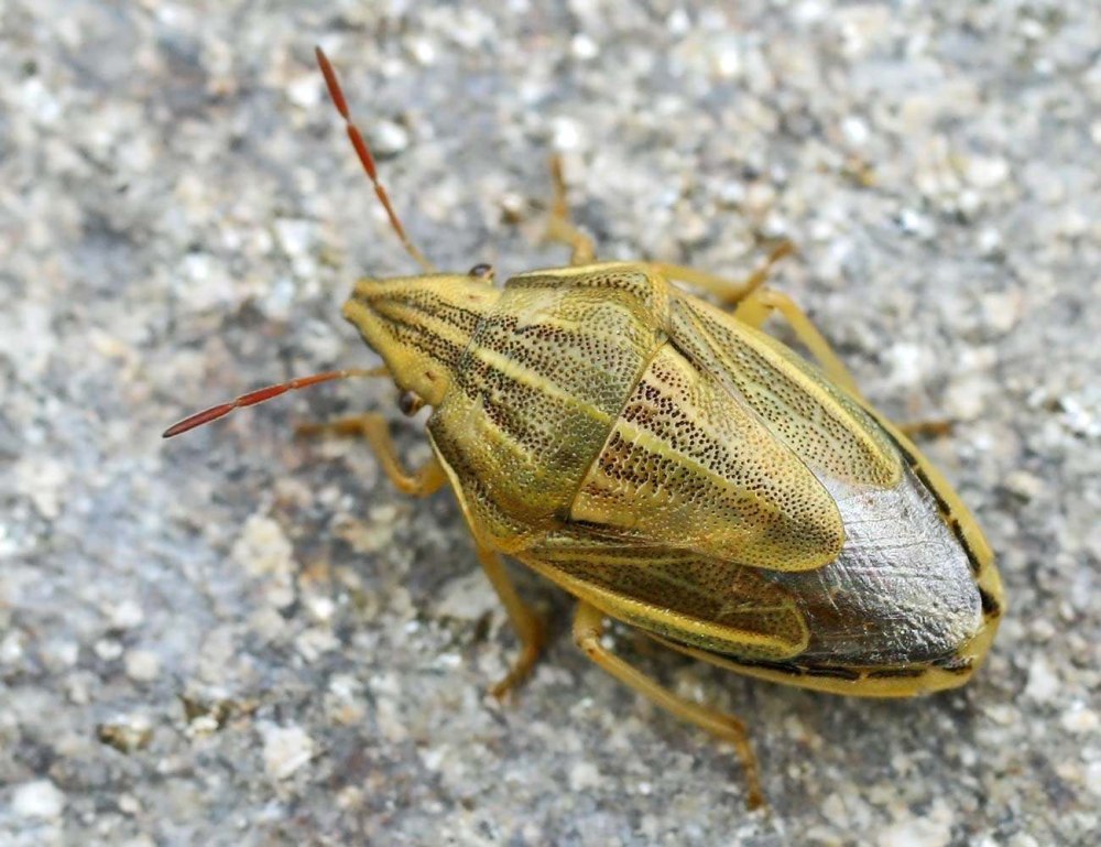 Элия остроголовая Aelia acuminata