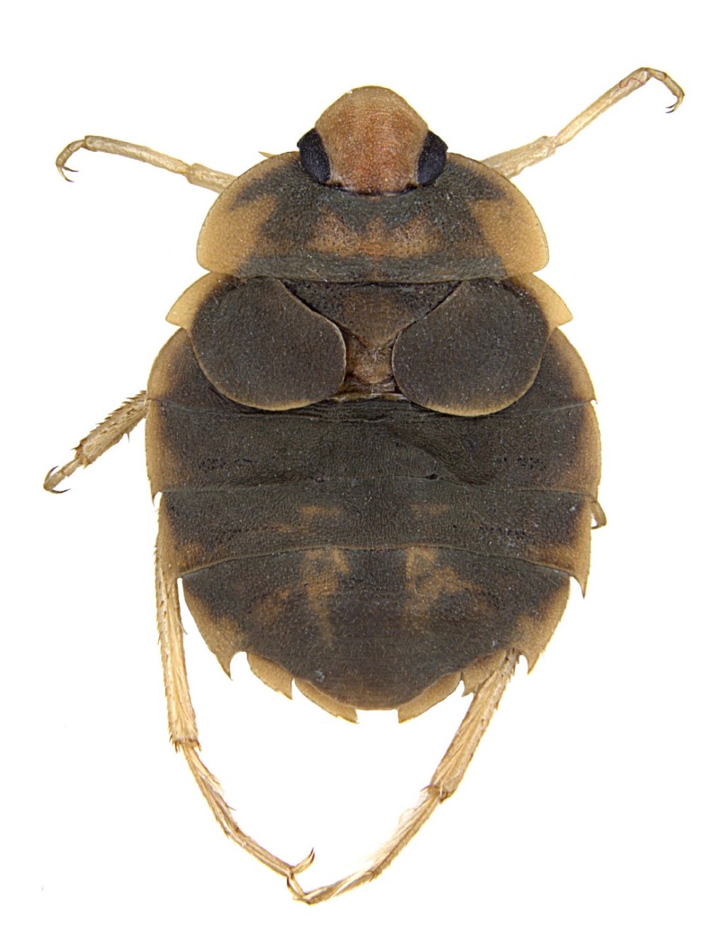 Aphelocheirus aestivalis (Fabricius, 1794) – Плавт летний