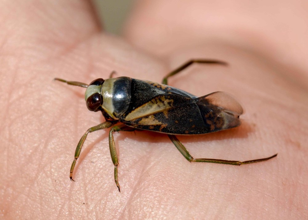 Notonecta glauca (Гладыш)