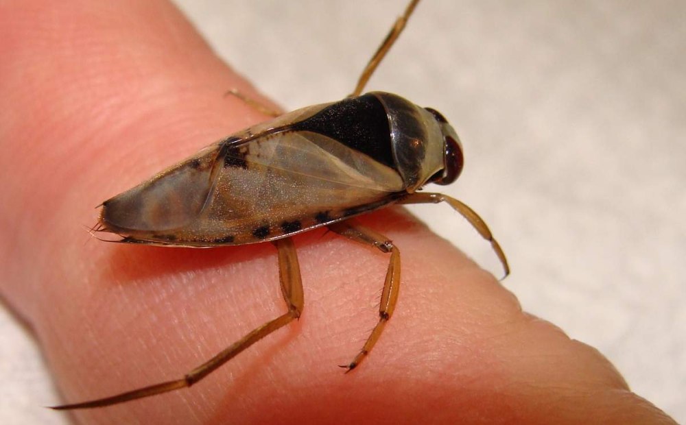 Notonecta glauca (Гладыш)