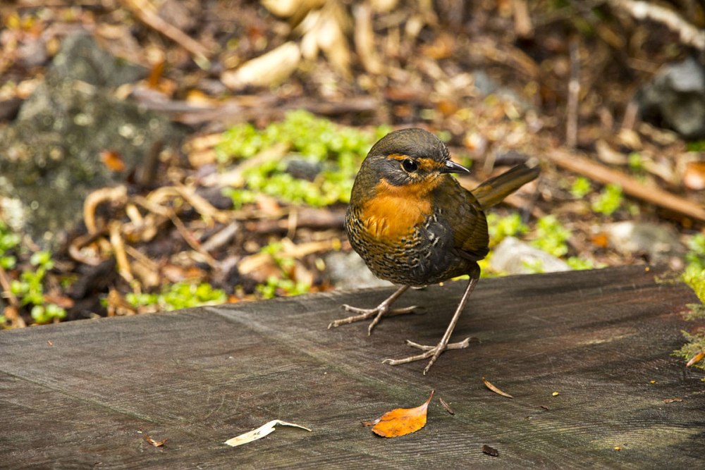 Chucao (Scelorchilus rubecula)