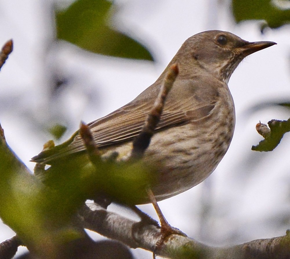 Чернозобый Дрозд (turdus atrogularis)