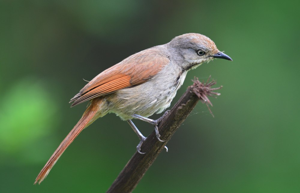 Rufous-tailed Babbler