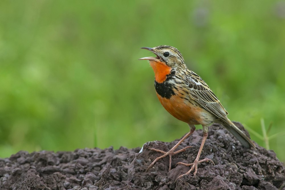 Macronyx ameliae