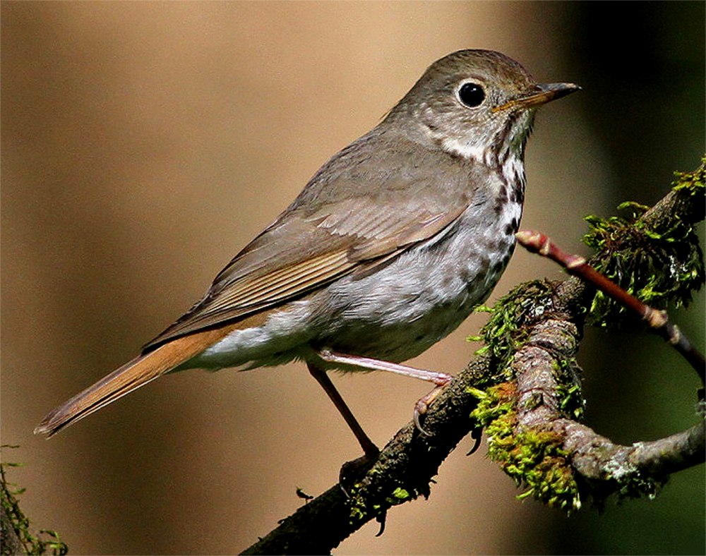 Семейство Дроздовые (Turnidae)