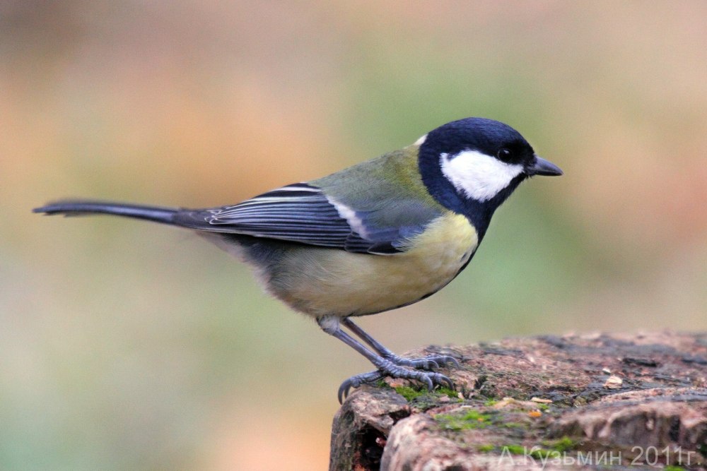 Great tits