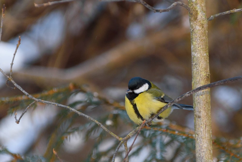 Большая синица Parus Major