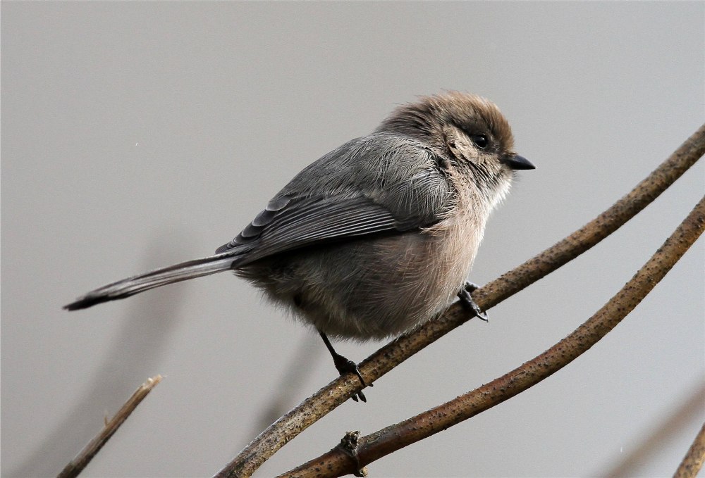 American Bushtit