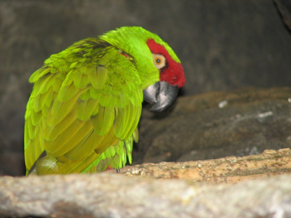 Rhynchopsitta pachyrhyncha