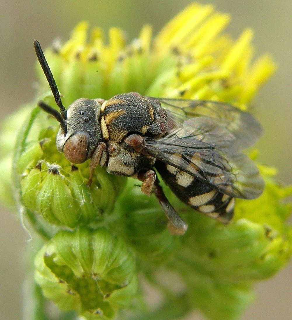 Black Bee Украина