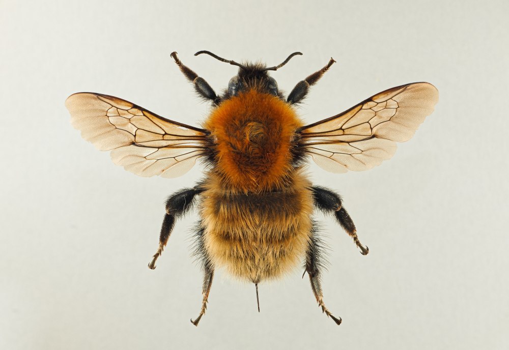Bombus muscorum Linnaeus, 1758