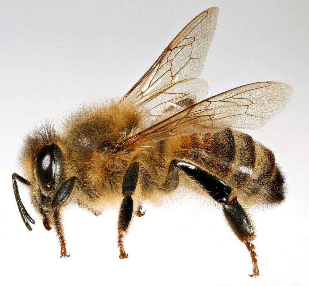 Пчела APIS mellifera