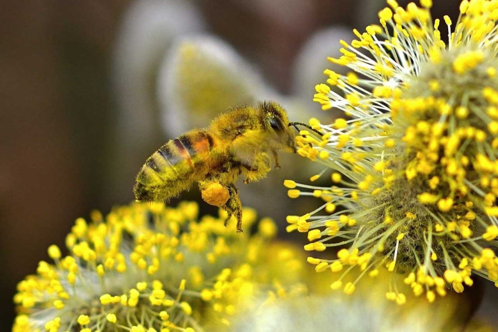 Пчелиная пыльца (Bee pollen)