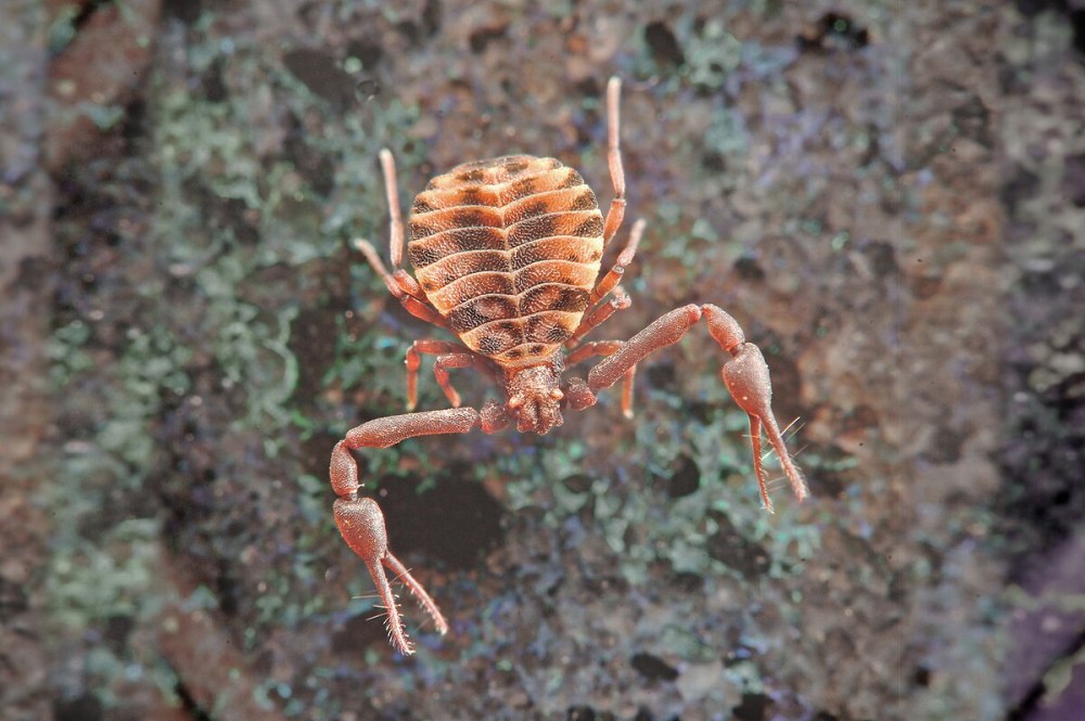 Caligus Chelifer