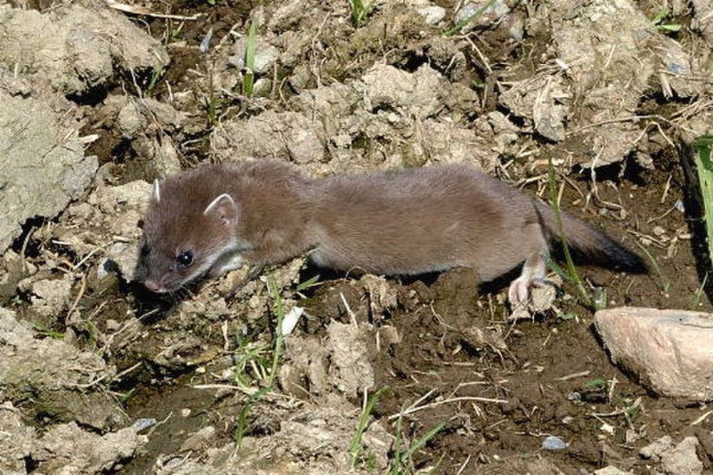 Семейство куницевые (Mustelidae)