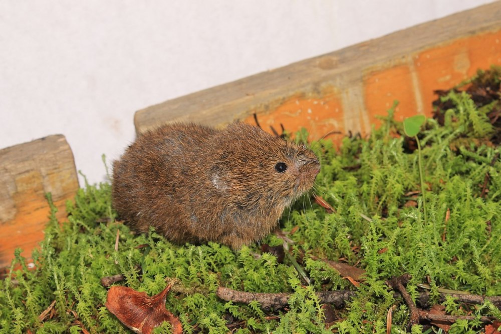 Microtus mystacinus