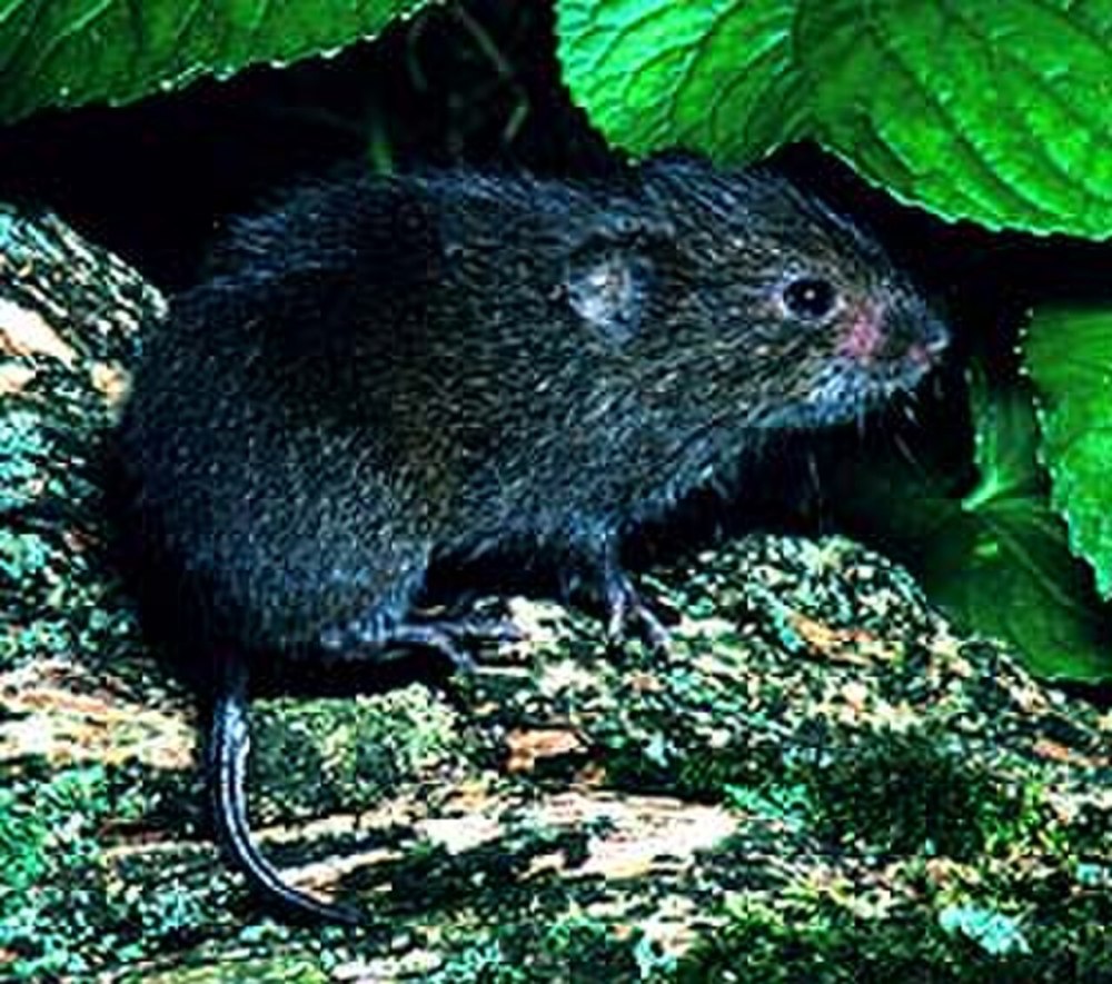 Луговая полёвка Microtus pennsylvanicus