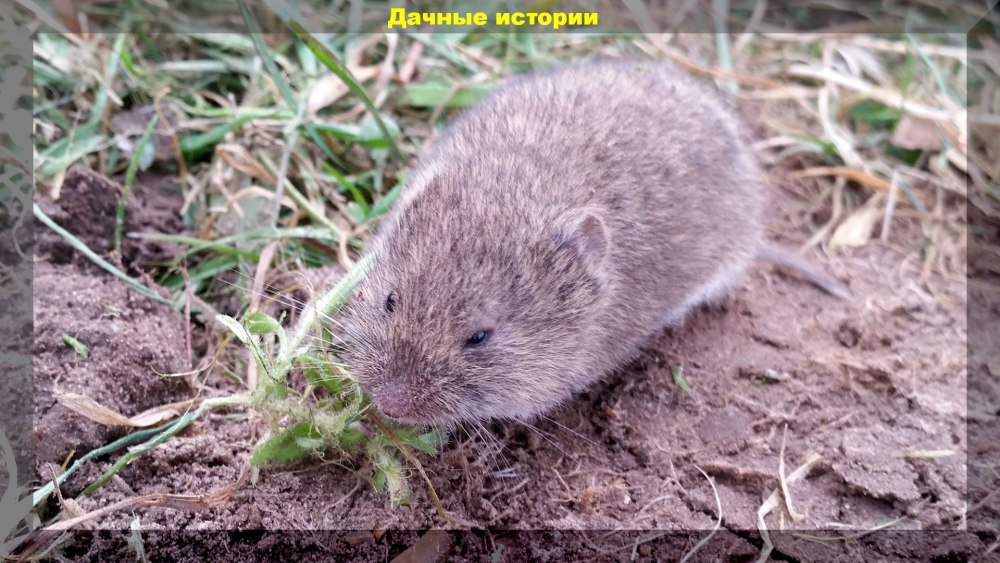 Кротовые полевки