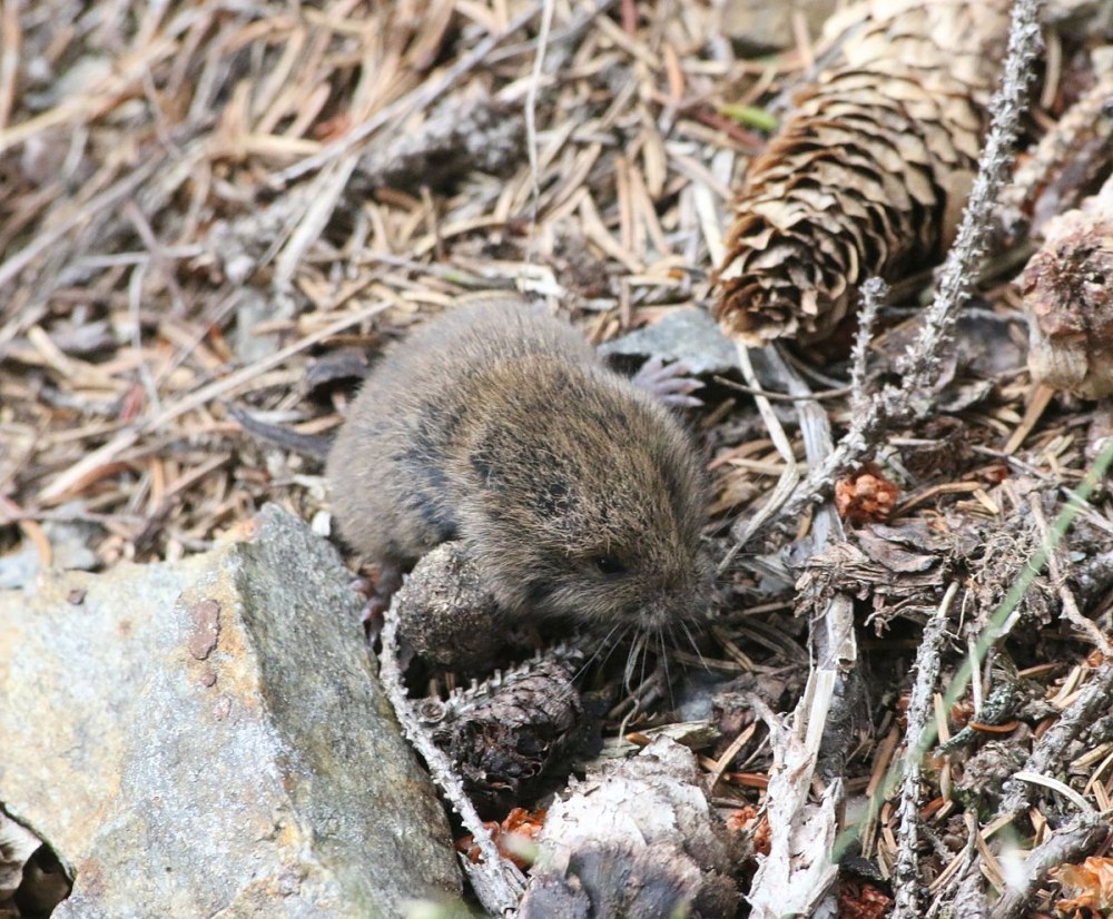 Microtus miurus
