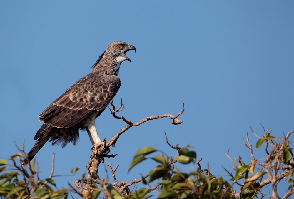Чёрный хохлатый орёл (Spizaetus Tyrannus)