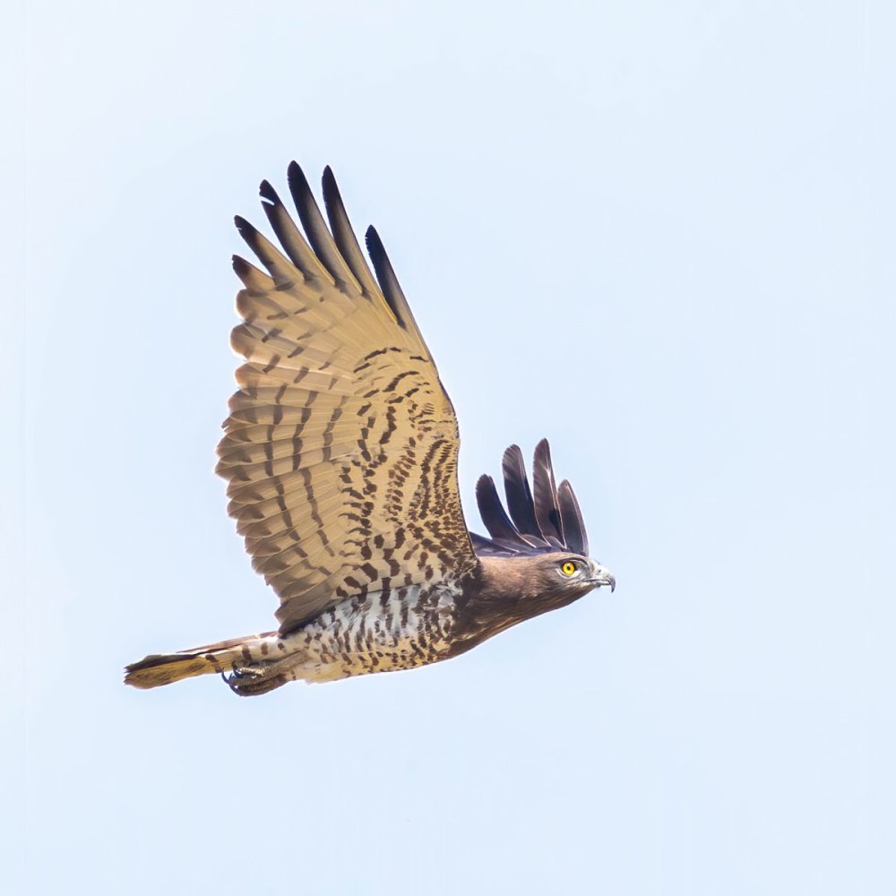Gallicus