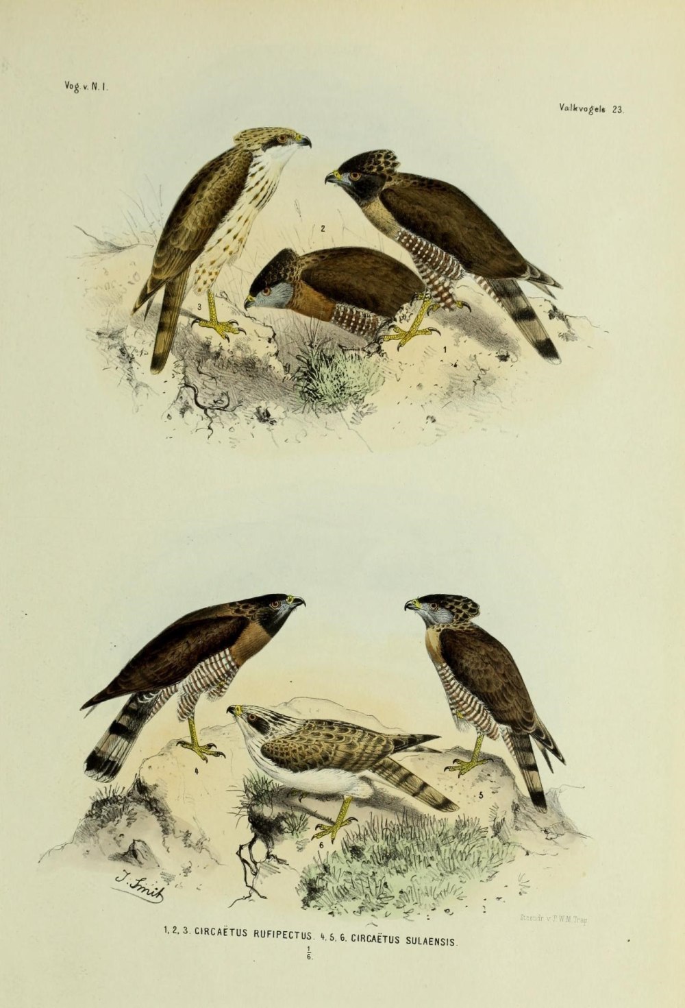 Род животных в немецком птица der Vogel