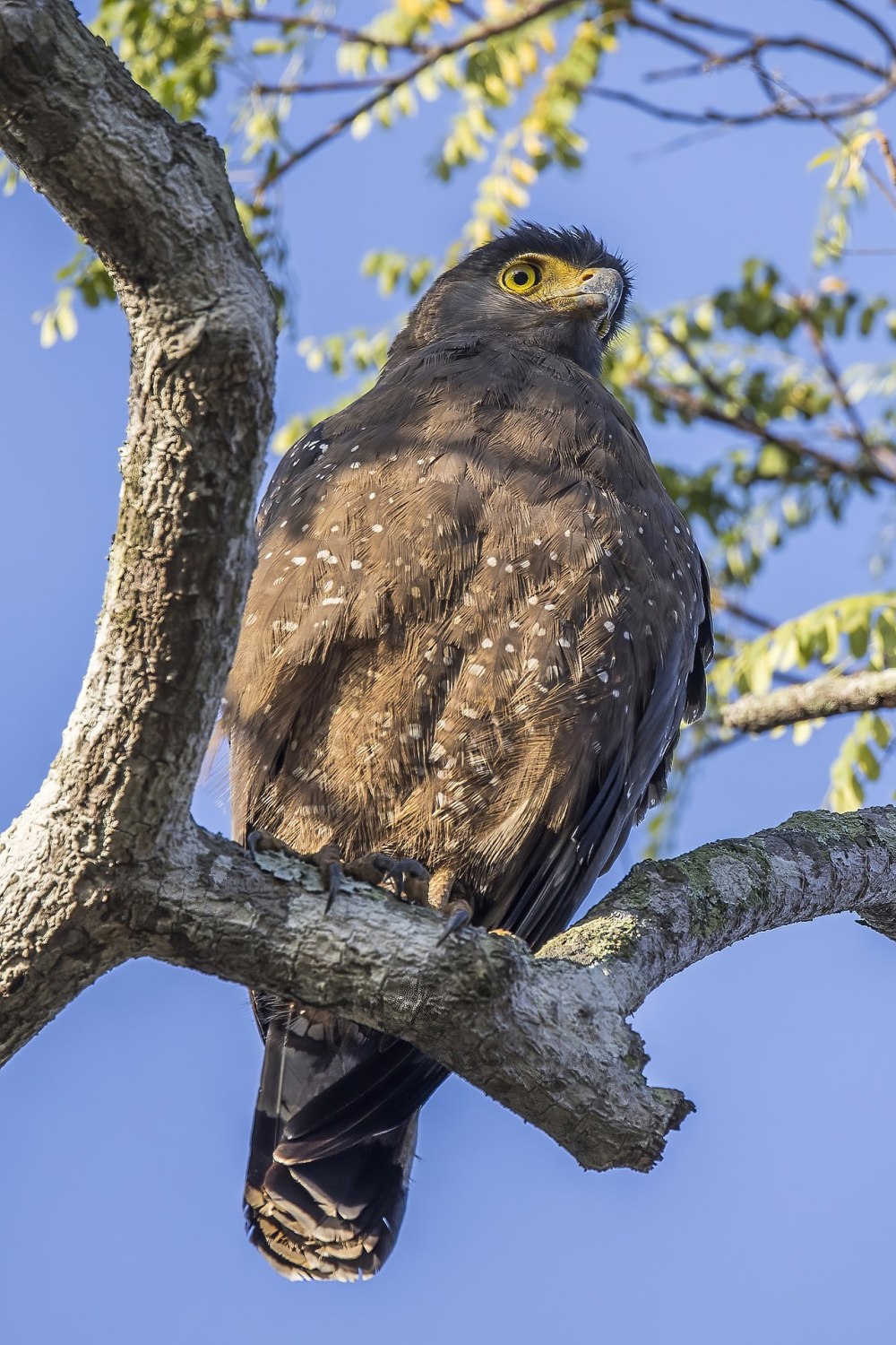 Crested Serpent Eagle