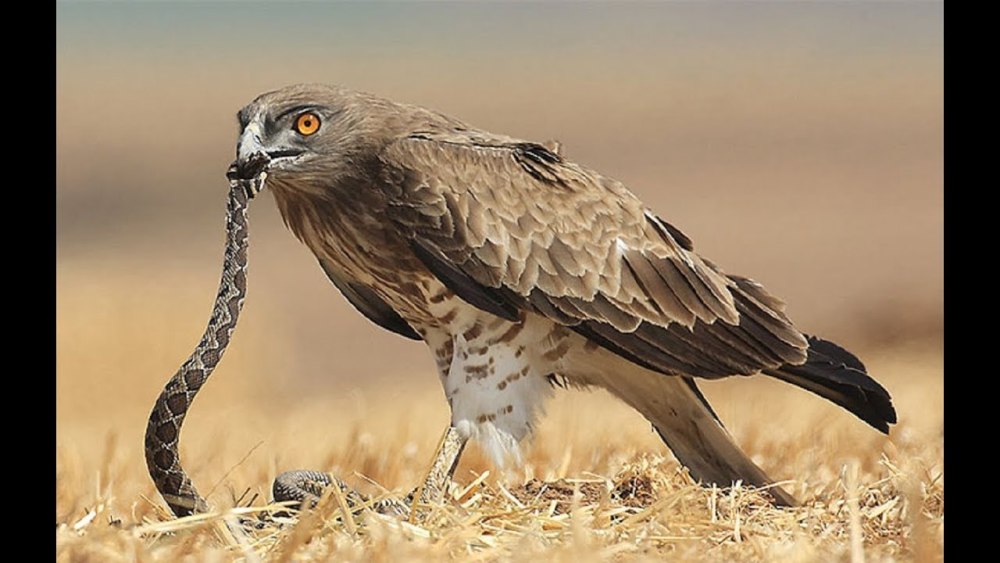 Канюк, чеглок, Змееяд