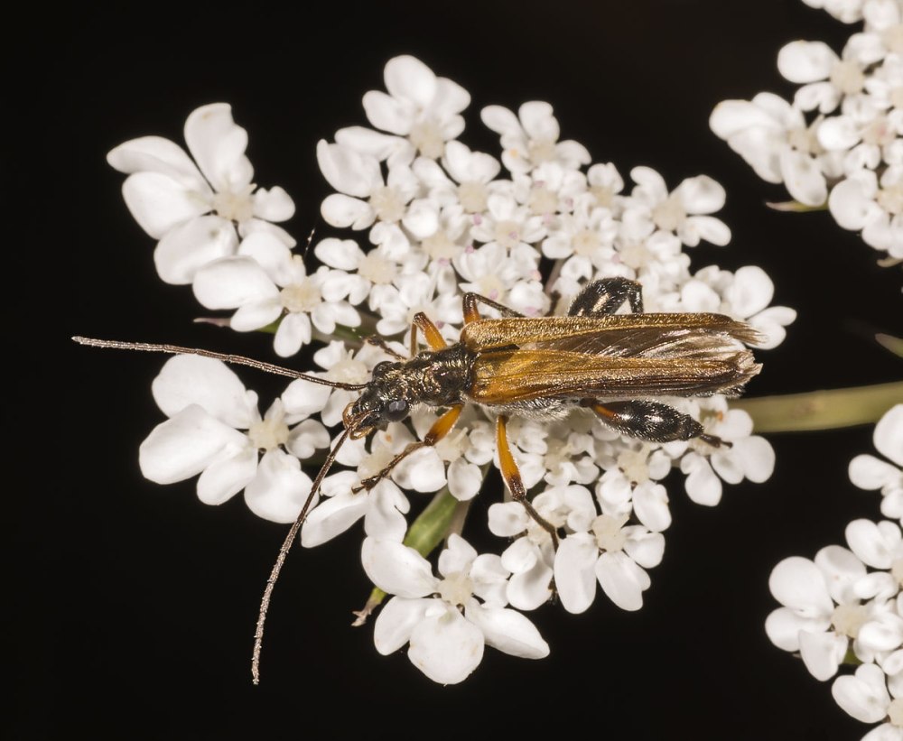 Oedemera podagrariae