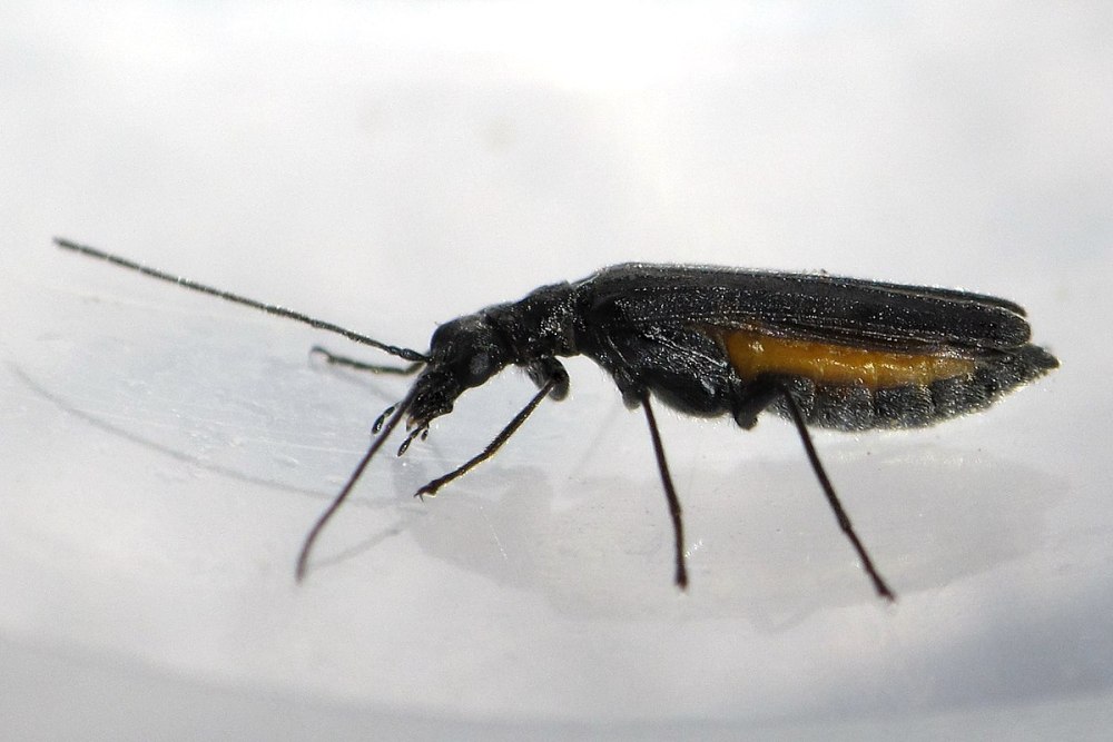 Oedemera (Oedemera) lurida