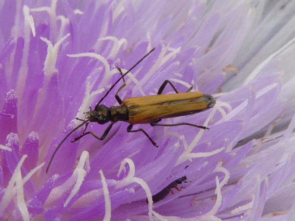 Pontoporeia femorata