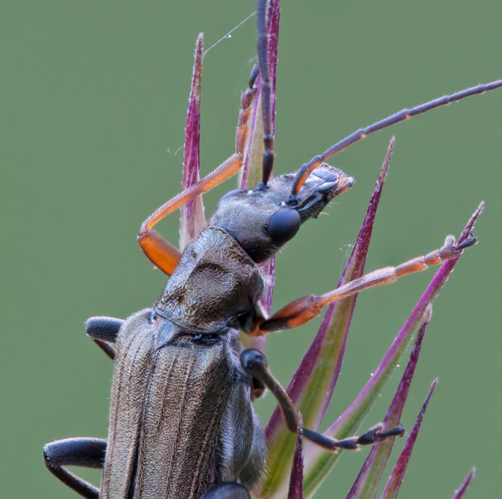 Oedemera flavipes