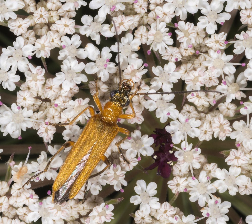 Oedemera tristis