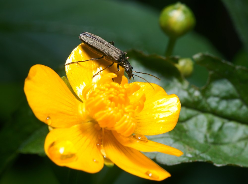 Oedemera virescens