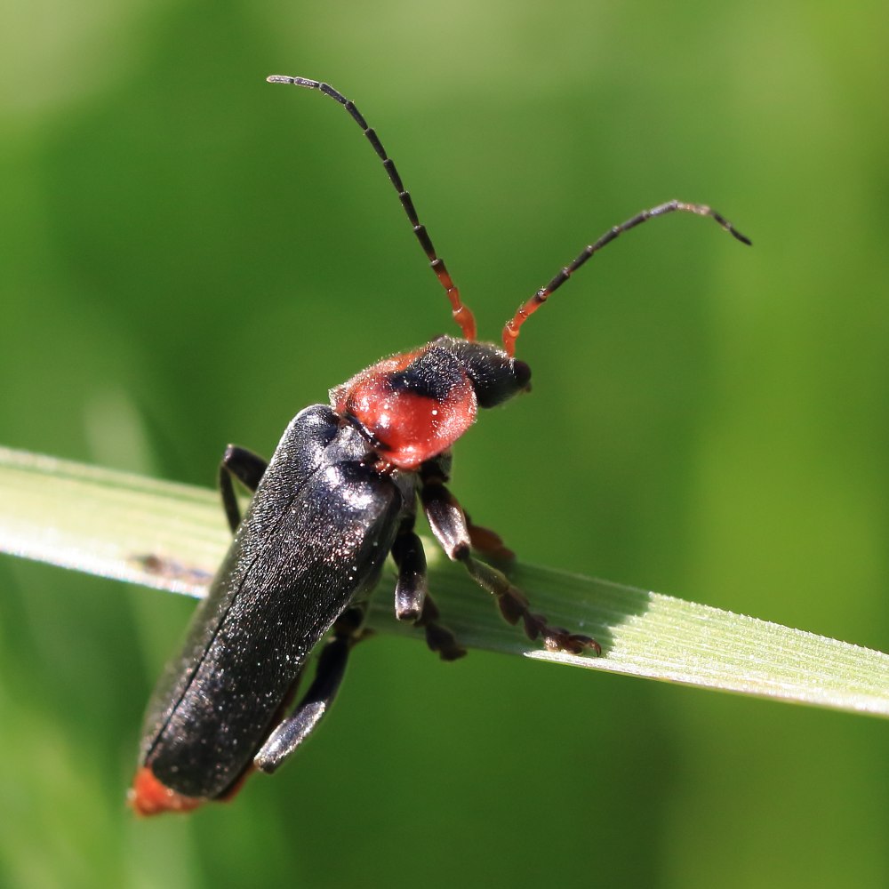 Cantharis Fusca