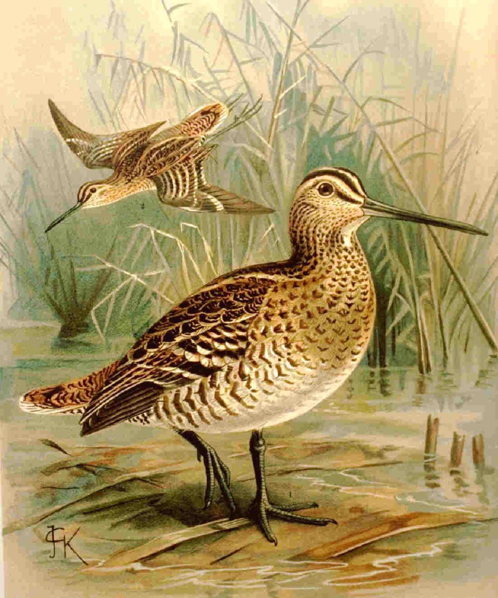 Дупель (Gallinago Media (Latham, 1787))