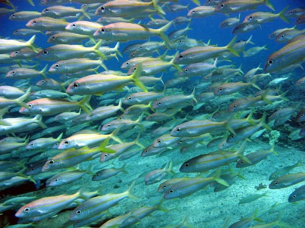 Mulloidichthys flavolineatus