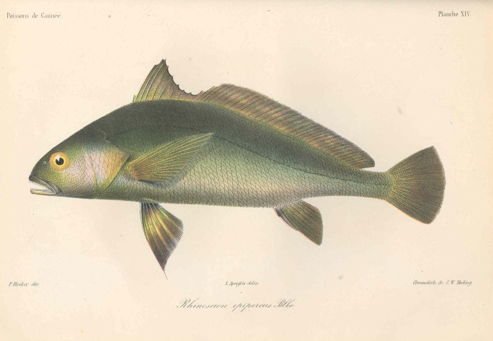 Pseudotolithus senegalensis Большеротый, он же Сенегальский горбыль
