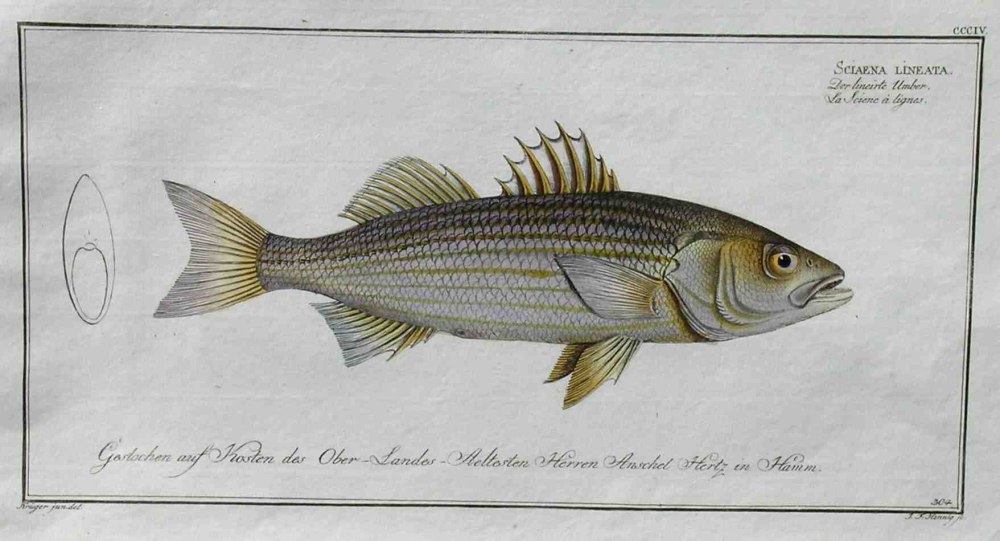 Sciaena callaensis