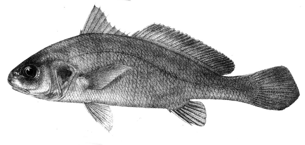 Sciaenidae PNG