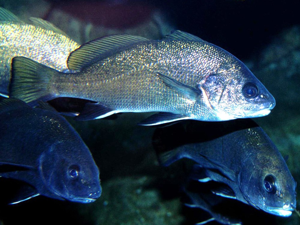 Рыба Karakulak