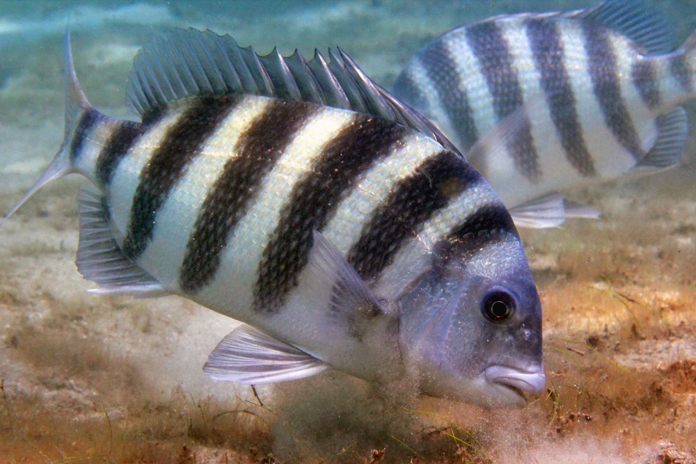 Sheepshead рыба