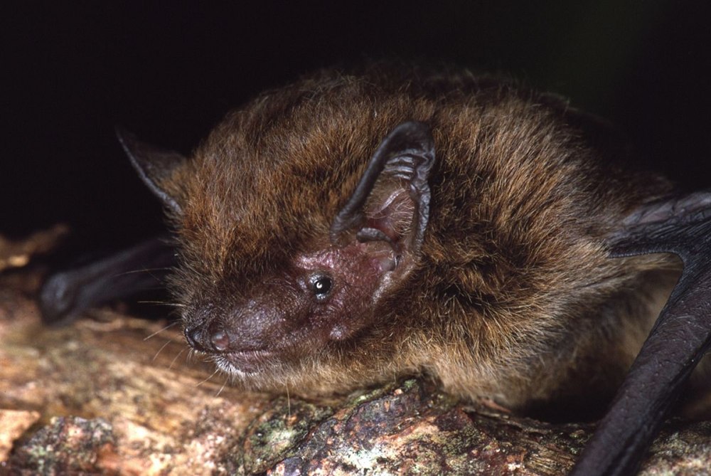 Pipistrellus murrayi