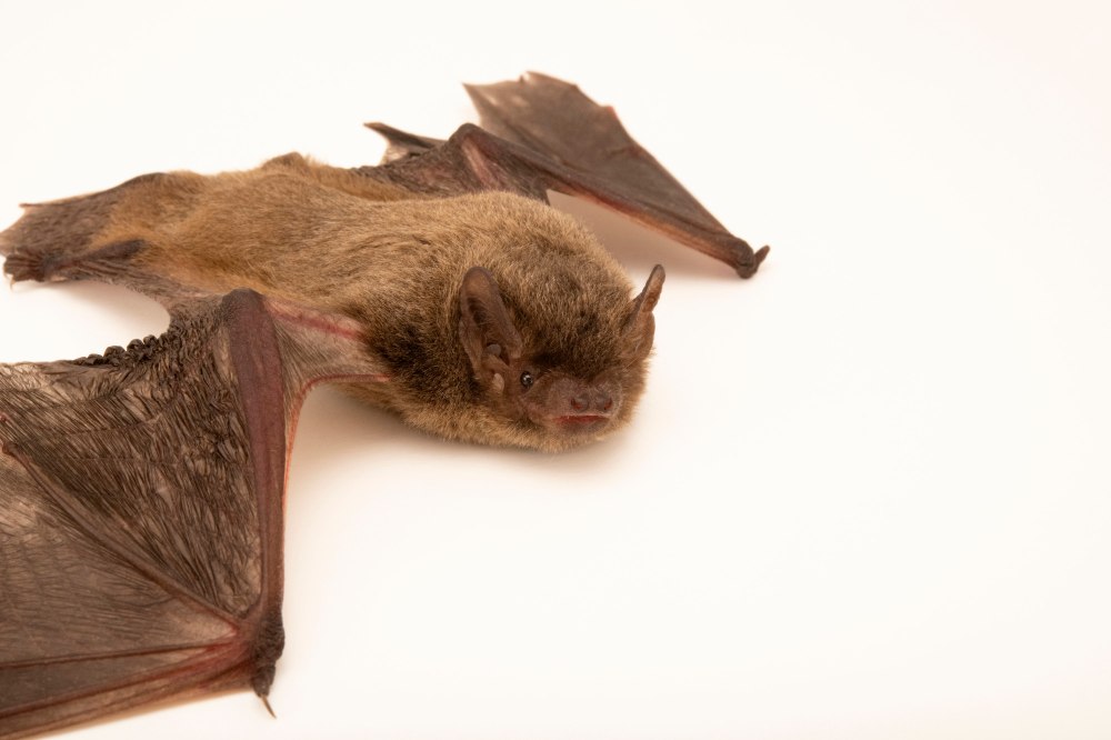 Нетопырь Лесной (pipistrellus nathusii)