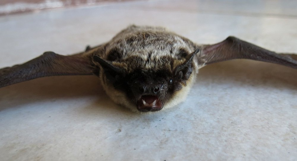 Vespertilio murinus