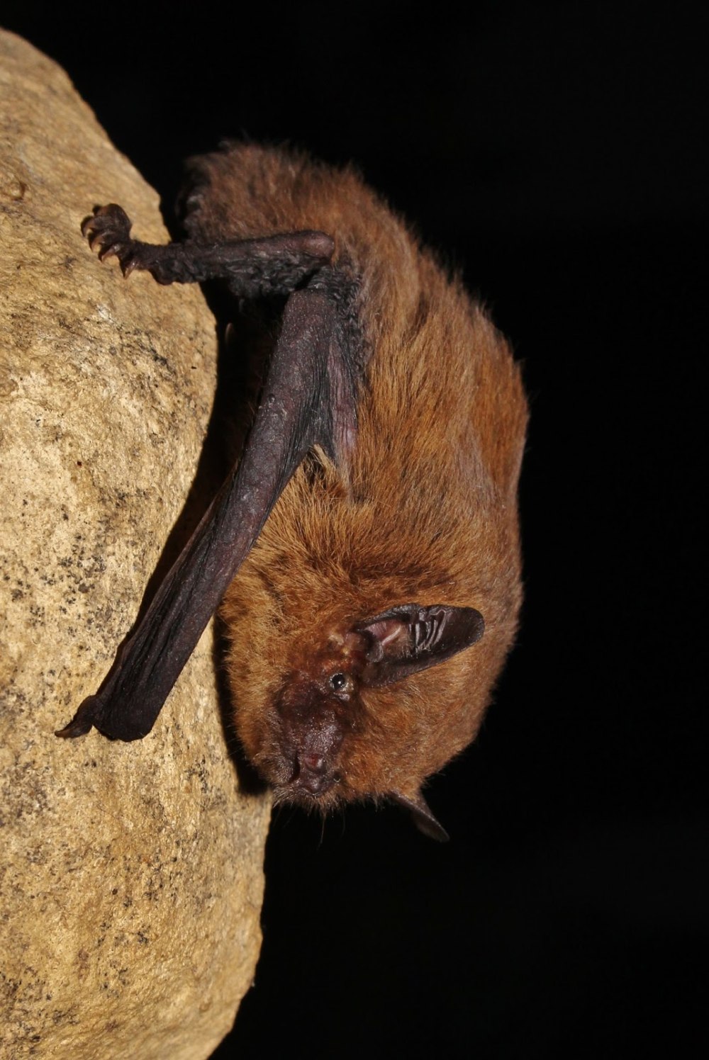 Pipistrellus pygmaeus