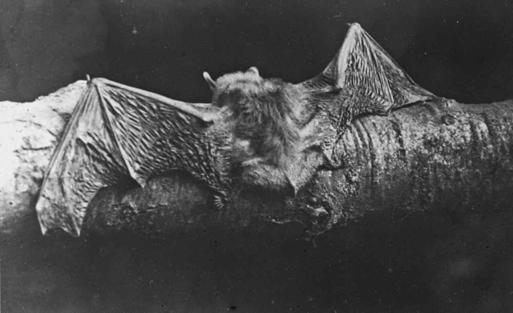 Pipistrellus endoi